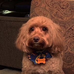 Meet your Posher, Alex